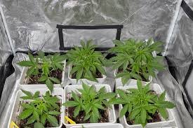 Cannabis Seeds Montana A Comprehensive Guide to Growing Your Own