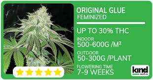 Cannabis Seeds Montana A Comprehensive Guide to Growing Your Own
